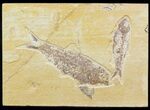 Multiple Knightia Fossil Fish Plate - x #42443-1
